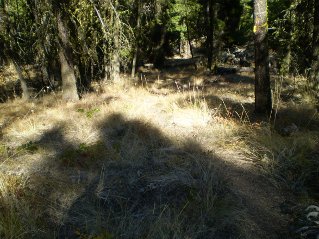Trail heads through grassy meadows, notice flag on tree at the right, Yellow Lake Trail 2014-09.